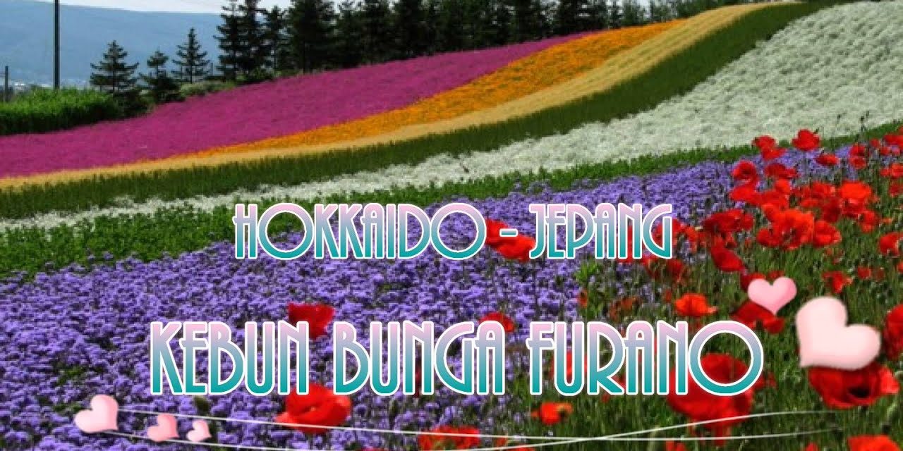 Kebun Bunga Hokkaido: Harmoni Warna Dan Lanskap Alam