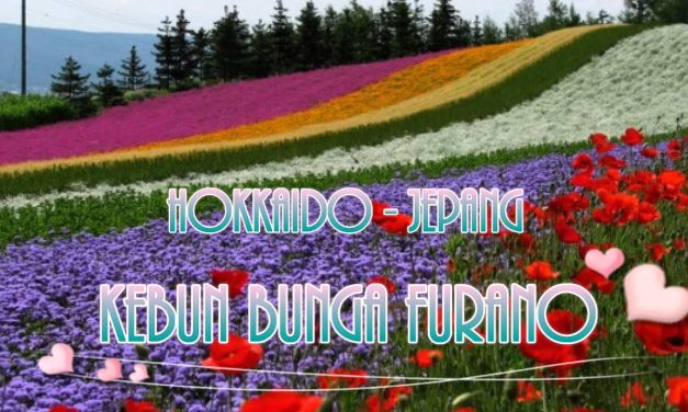 Kebun Bunga Hokkaido: Harmoni Warna Dan Lanskap Alam