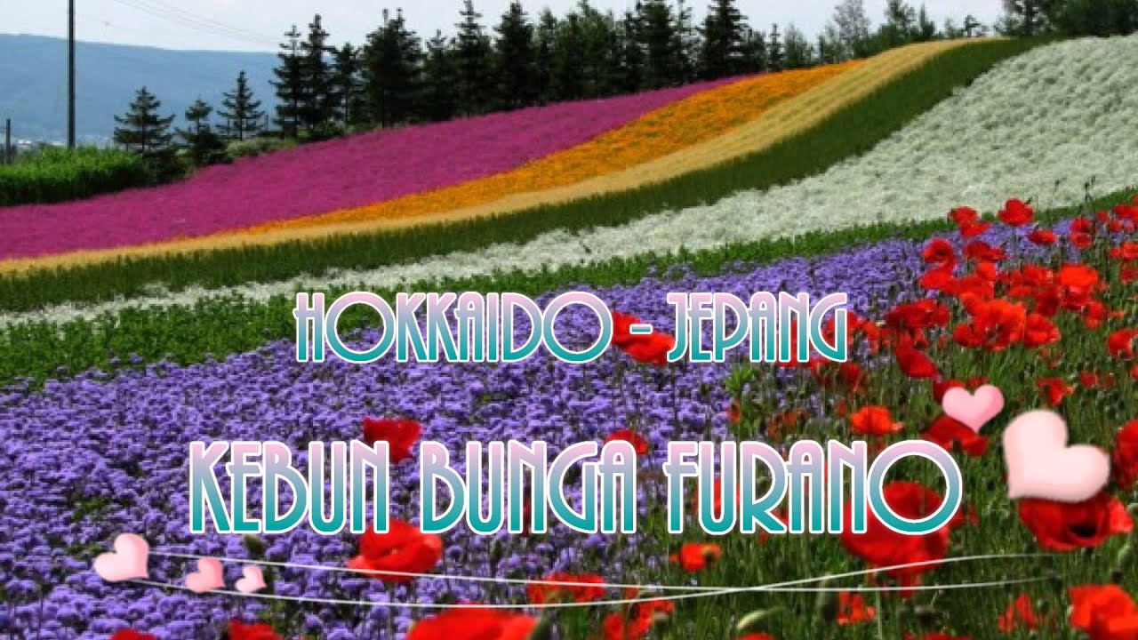 Kebun Bunga Hokkaido