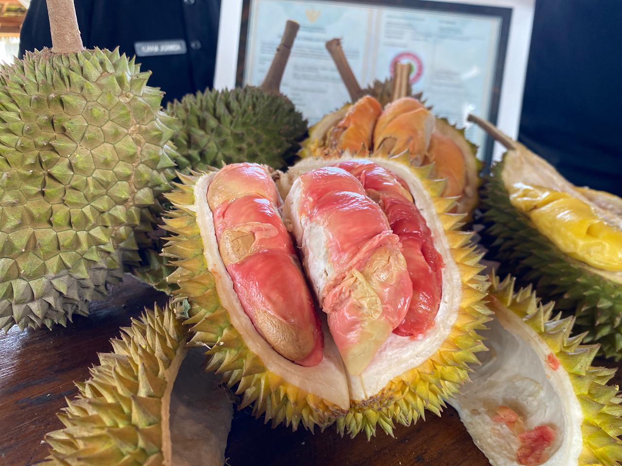 Durian merah Banyuwangi resmi menjadi produk indikasi geografis pertama di Indonesia