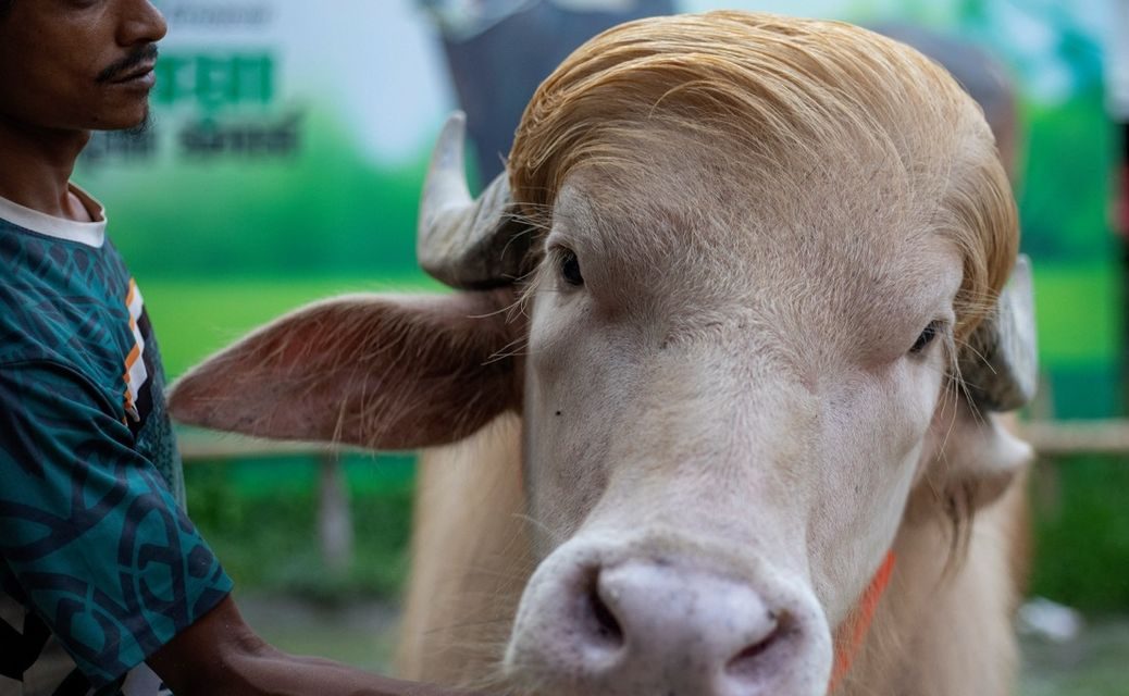 Viral Kerbau “Donald Trump” Tak Jadi Dikurbankan Saat Idul Adha