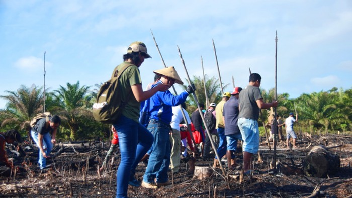 Masyarakat Dayak melakukan tradisi manugal dengan menanam padi menggunakan tugal secara gotong royong di ladang Kalimantan.